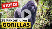 Video Gorilla