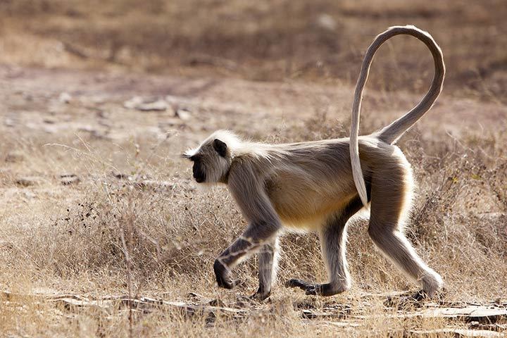 Hanuman-Langur