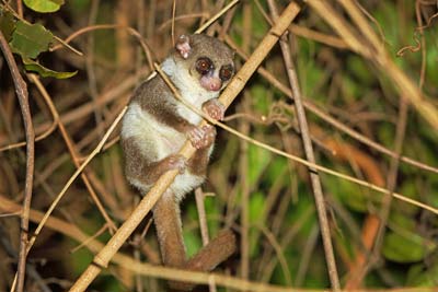 Lemur