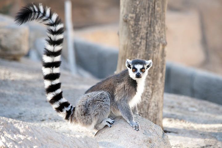 Lemur