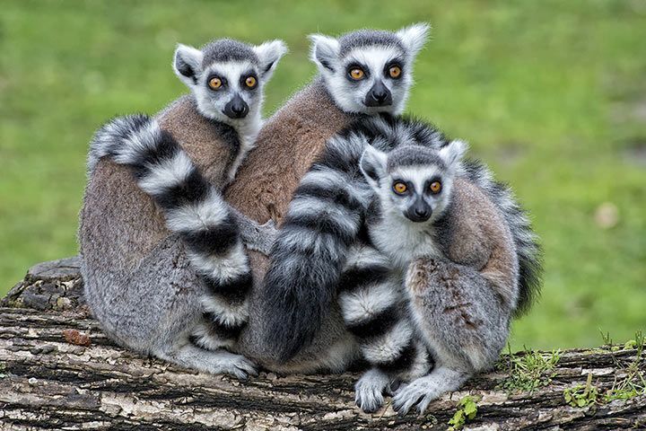 Lemur