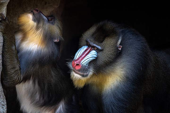 Mandrill