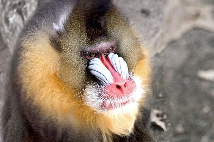 Mandrill