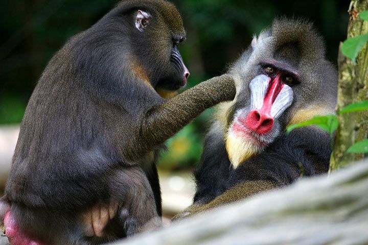 Mandrill