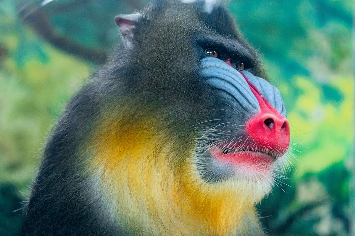 Mandrill