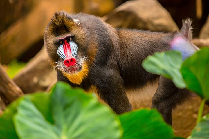 Mandrill