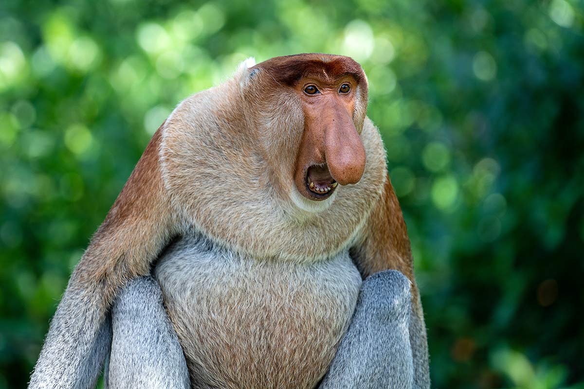 Nasenaffe