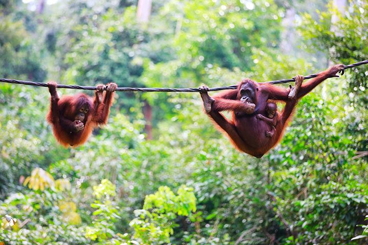 Orang-Utan - Tier-Steckbrief - für Kinder & Schule