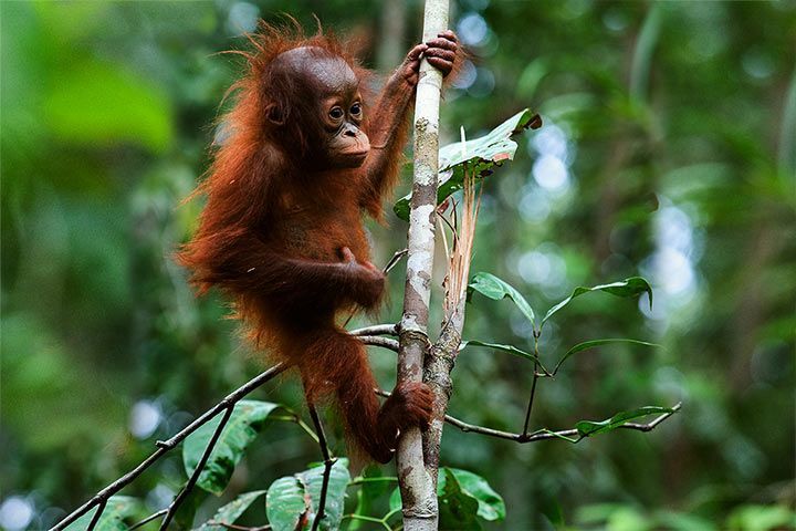 Orang-Utan