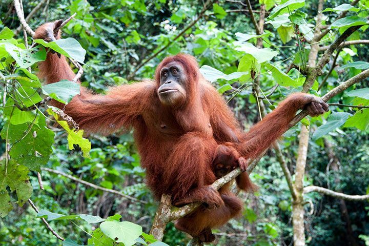 Orang-Utan