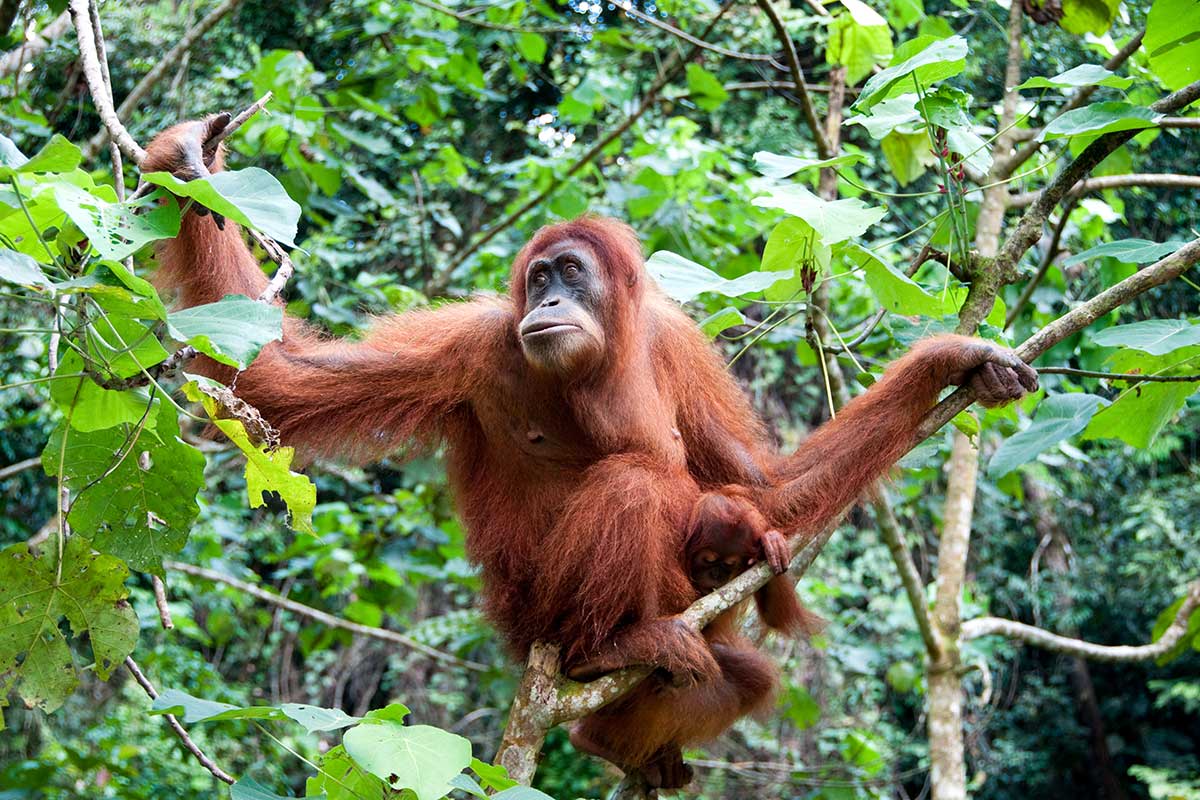 Gähnen ist ansteckend – das finden auch Orang-Utans