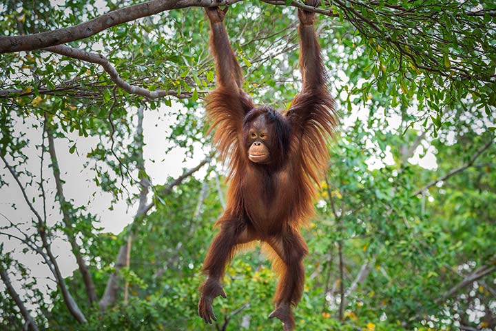 Orang-Utan