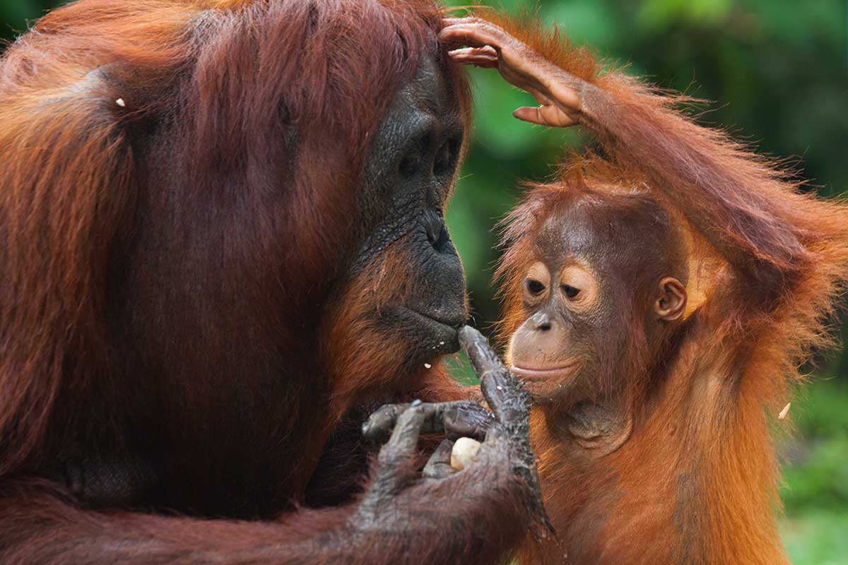 Orang-Utan