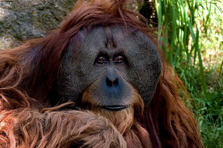 Orang-Utan