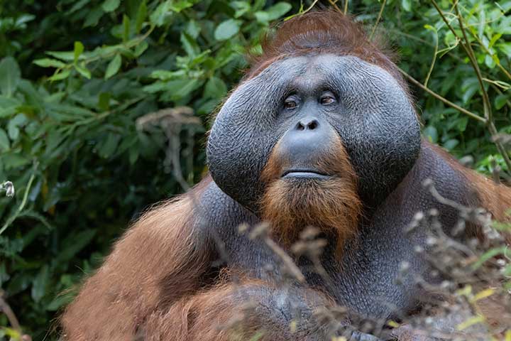 Orang-Utan