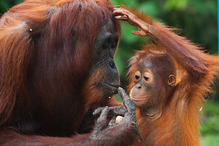 Orang-Utan