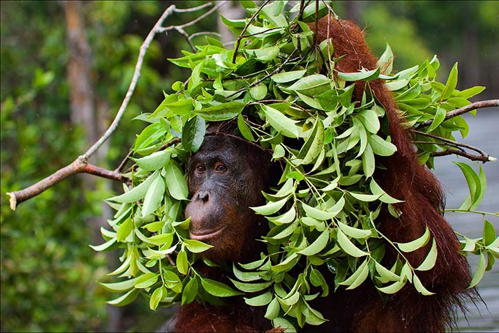 Orang-Utan