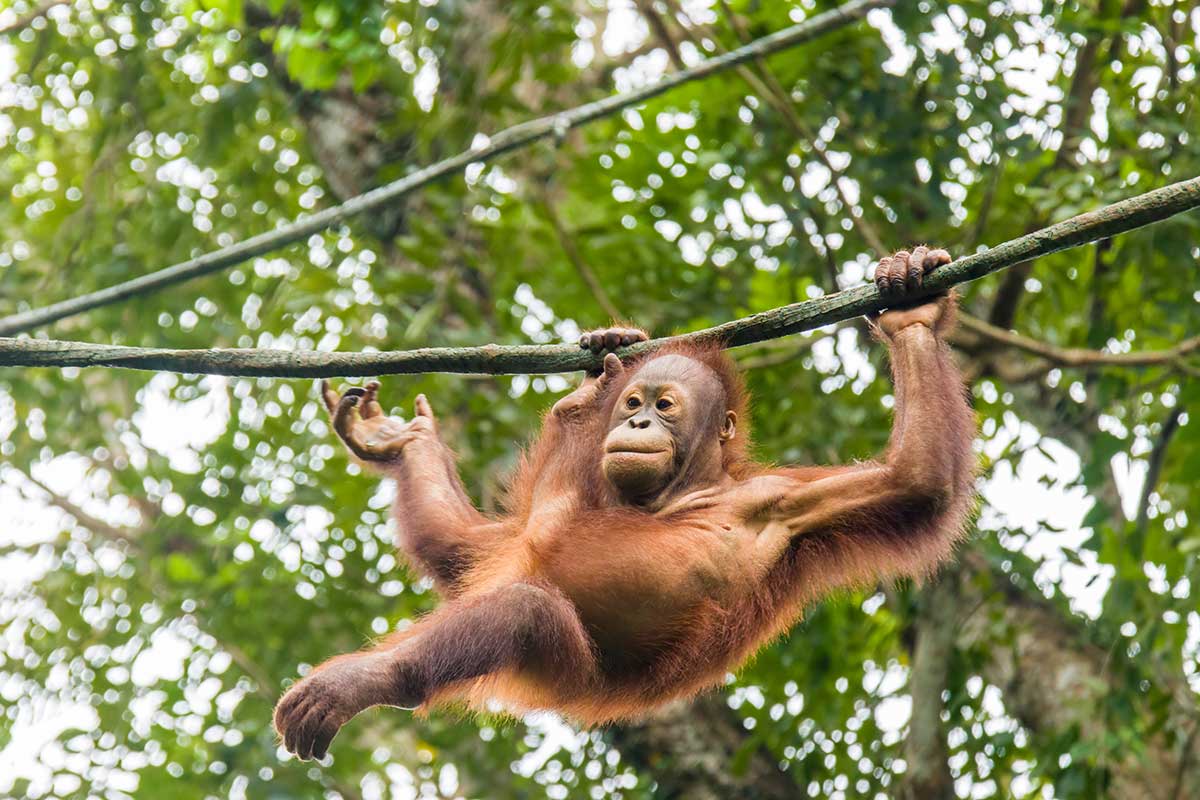 Orang-Utan