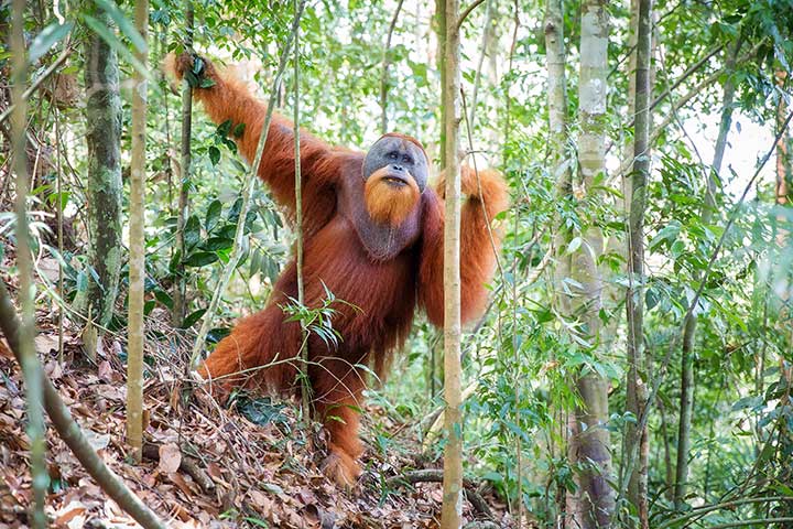 Orang-Utan