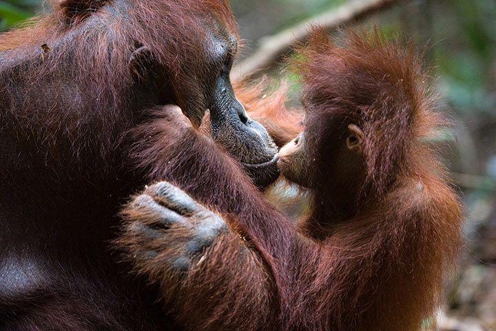 Orang-Utans