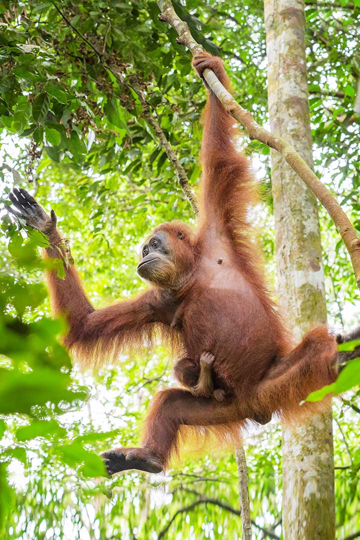 Orang-Utan