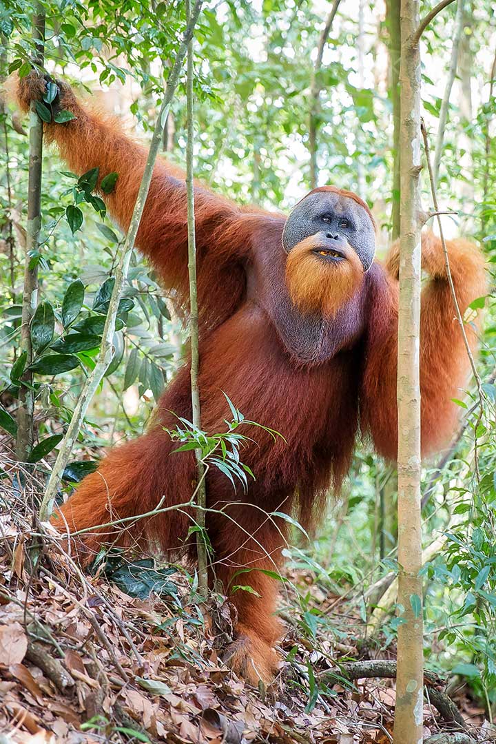 Orang-Utan