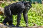 Schimpansen laufen im Gleichschritt