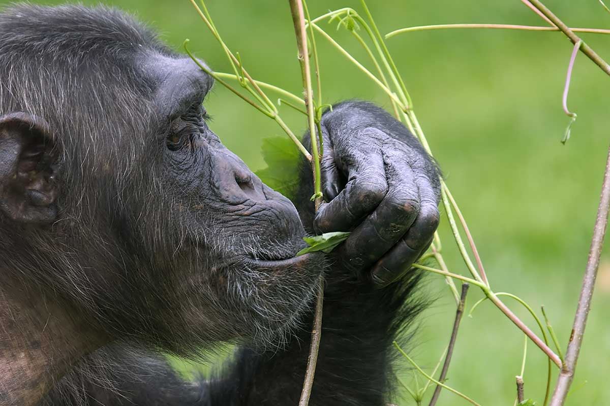 Schimpanse isst gesunde Blätter