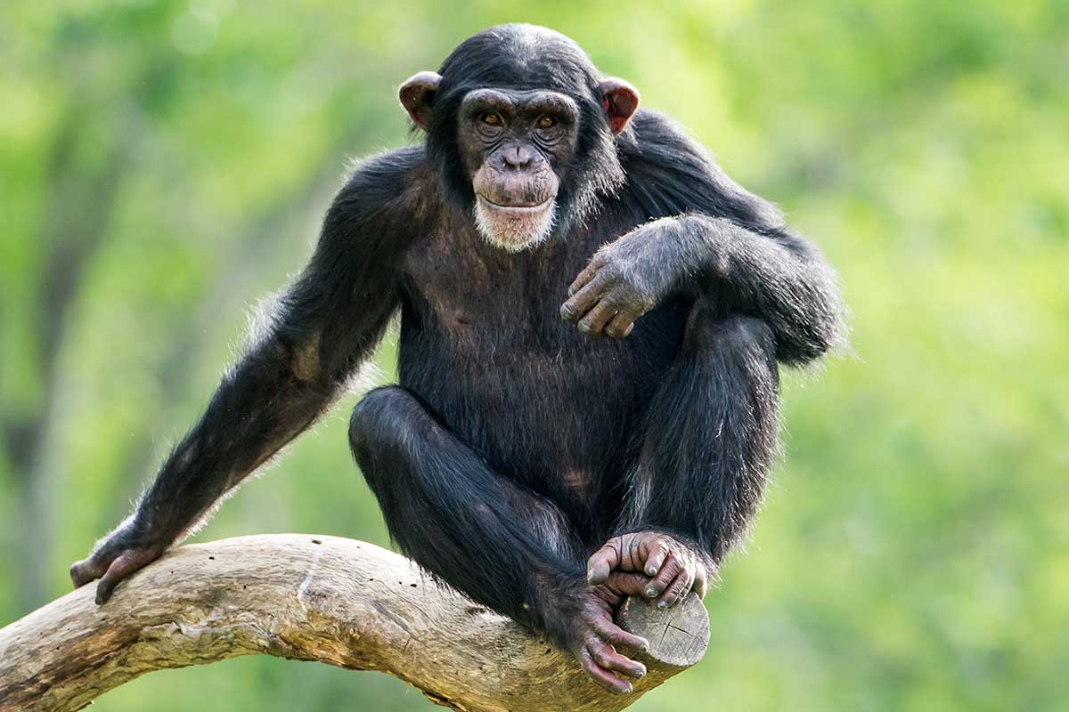 Schimpanse sieht nachdenklich aus