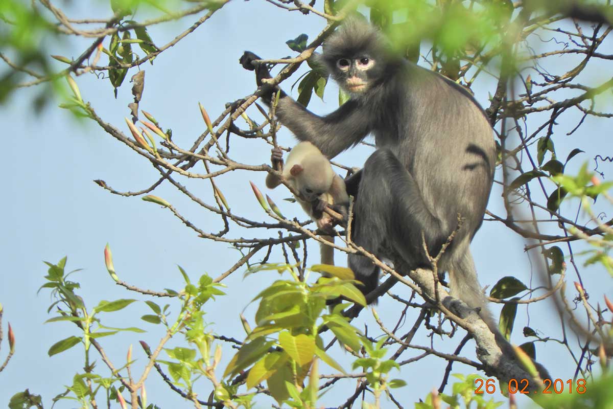 Popa-Langur