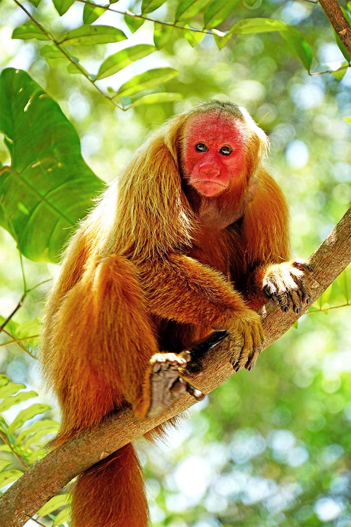 Uakari