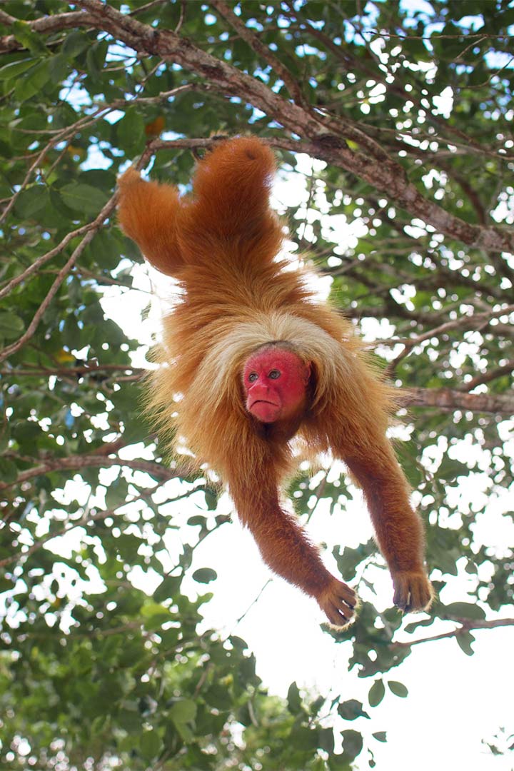 Uakari