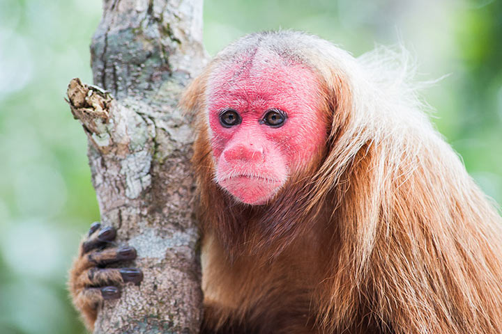 Uakari