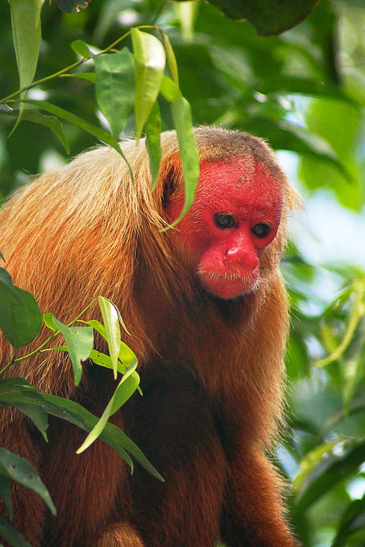 Uakari