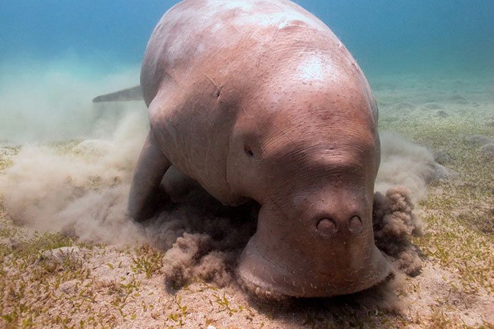 Dugong