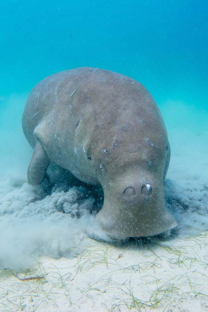 Ein Dugong schwimmt über dem Meeresboden und frisst Seegras mit seinem hufeisenförmigen Rüsselmaul