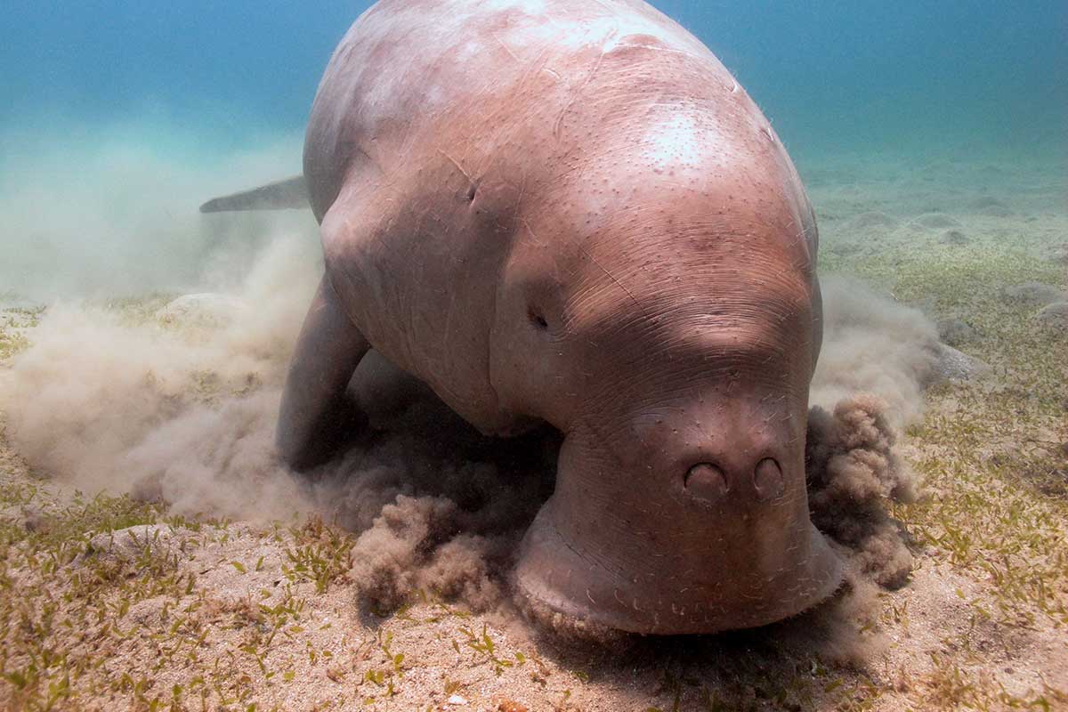 Dugong im Roten Meer