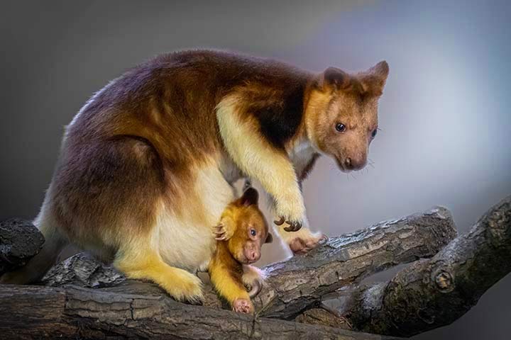 Baumkänguru