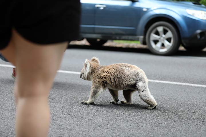 Koalas werden häufig von Autos erfasst und verunglücken tödlich