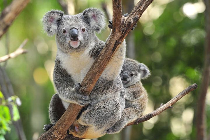 Koala