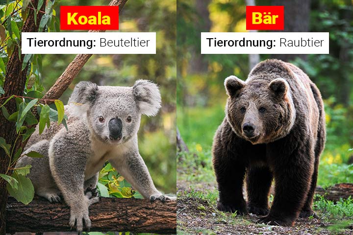 Koala oder Bär - Wo ist der Unterschied?