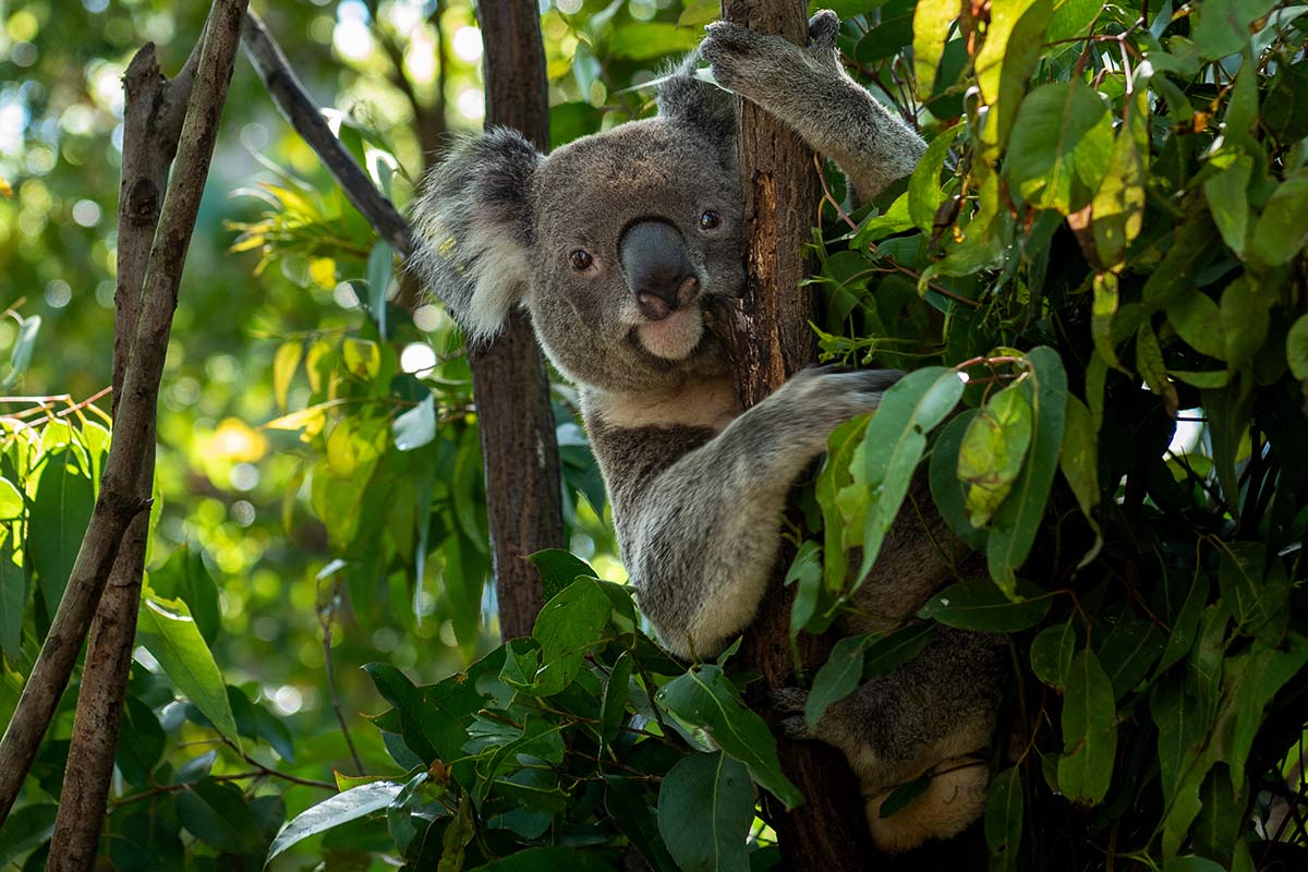 Koala