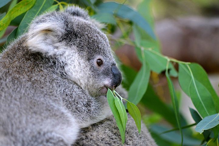 Koalas ernähren sich von Eukalytpusblättern