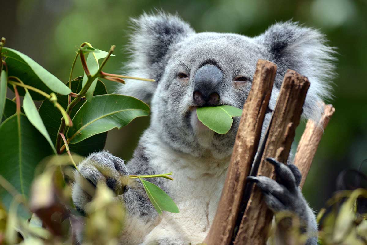 Koala