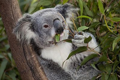 Koala