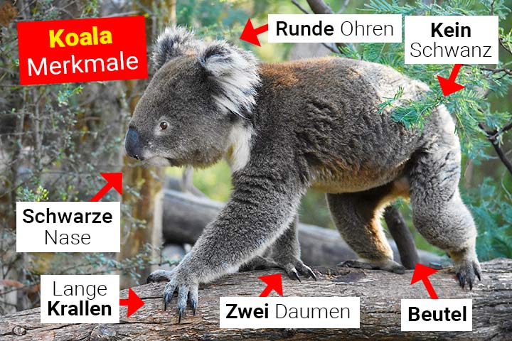 Koala Merkmale