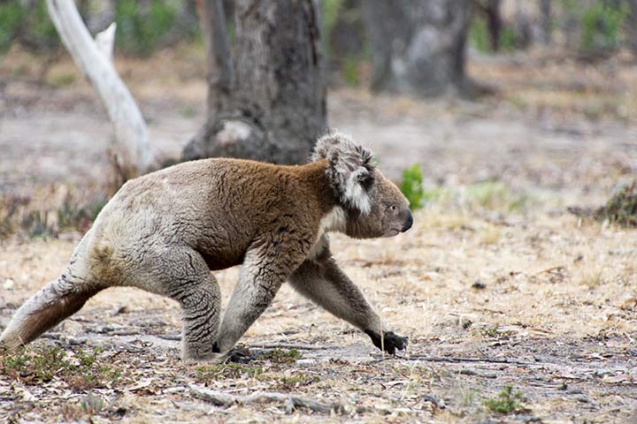 Koalas auch schnell rennen