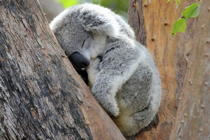 Koala