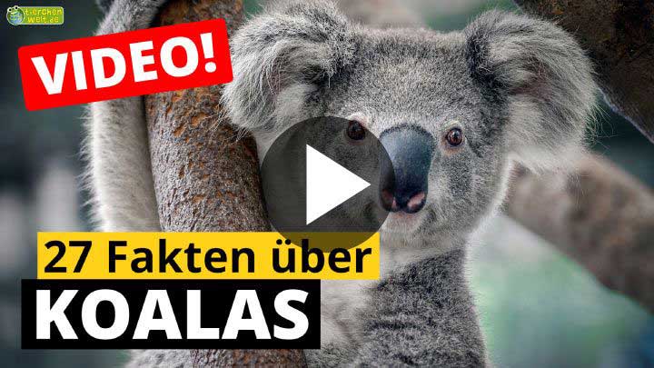Video Koala