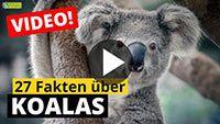 Video Koala